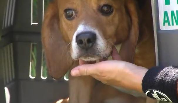 VIDEO. Zeci de mii de oameni au izbucnit in plans cand au vazut aceste imagini