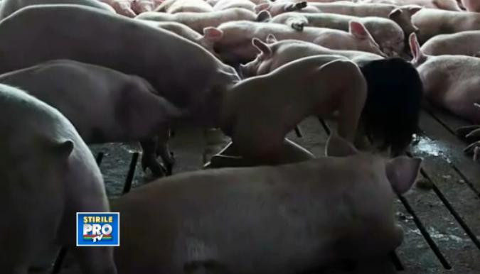 Cum a ajuns aceasta femeie intr-o astfel de ipostaza. Doarme goala printre porci.VIDEO