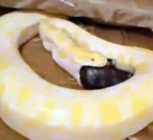 Pisica mancata de piton - 6