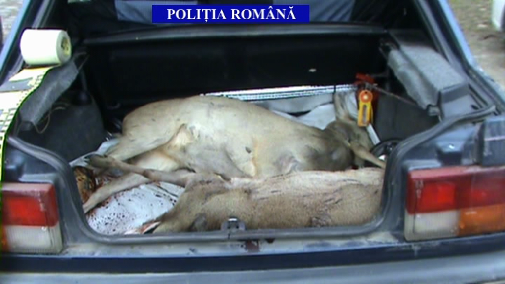 Politistii braconieri de la Ciacova, retinuti obligatoriu in tara
