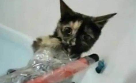 "L-am urmarit toata noaptea. Va promit ca va plati". Un nou act de sadism socheaza internetul