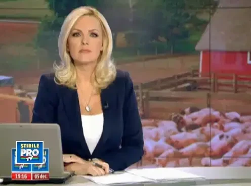 "Vand porc, rasa de carne, crescut in gospodarie proprie". Cat costa kilogramul la usa cocinei