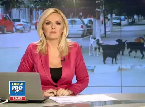 Cainele trebuie sa fie valorificat la puscarie. Circ la prima dezbatere publica despre maidanezi