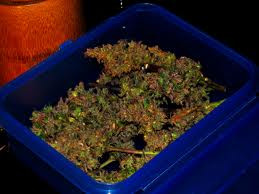 Angajatii de la o cresa din SUA au chemat politia cand au deschis pranzul unui baietel