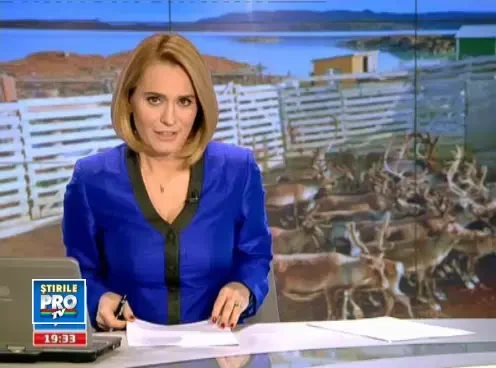 Renii de Craciun, inchiriati cu ora pentru spectacole la gradinite. O afacere de succes