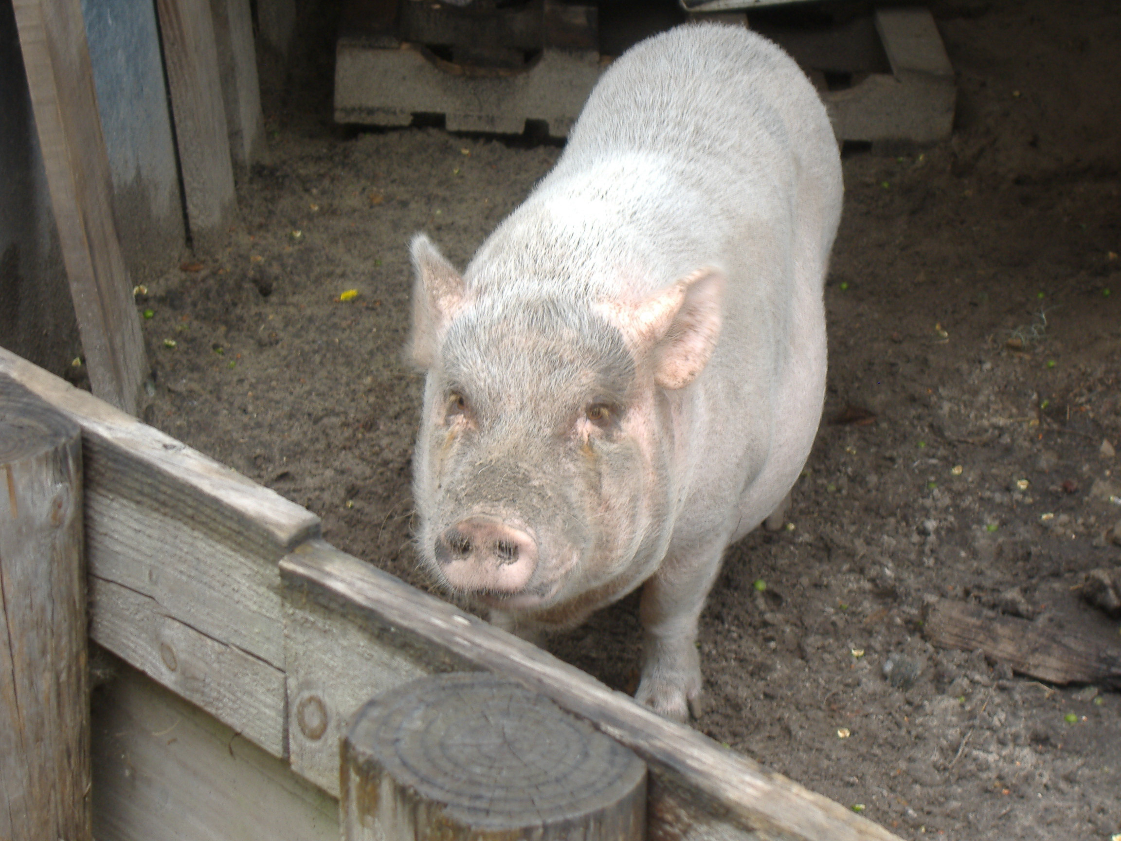 Asomatoarele din Arad stau nefolosite. Porcii nu scapa de chinuri