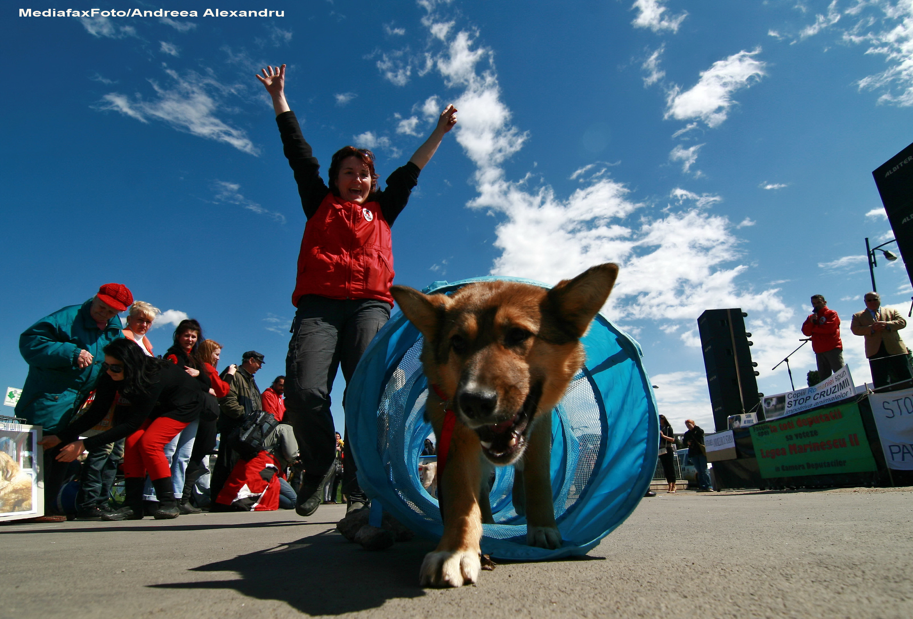 Din vagabonzi, cainii maidanezi pot deveni eroi, daca sunt dresati sa ajute oamenii