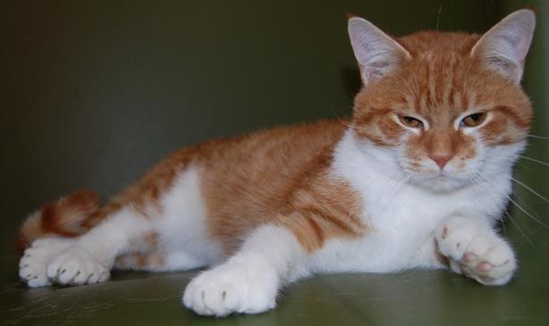 Campanie reusita in SUA: "Salvati-l pe Daniel, motanul neobisnuit, cu 26 de gheare"