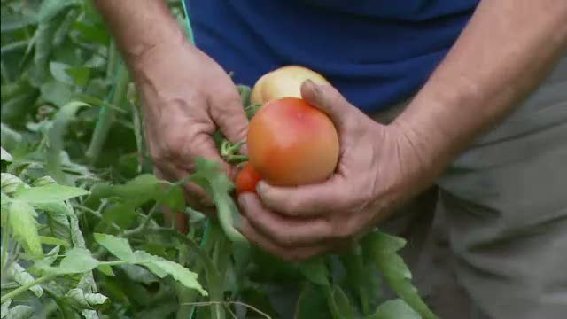 Romania, te iubesc!: Taranul roman munceste mult si prost, in paguba. Smecherii profita