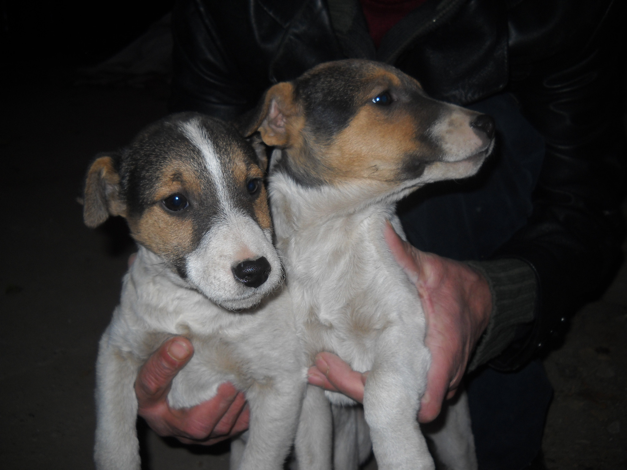 Moly are 2 ani si isi cauta o familie adoptiva. FOTO