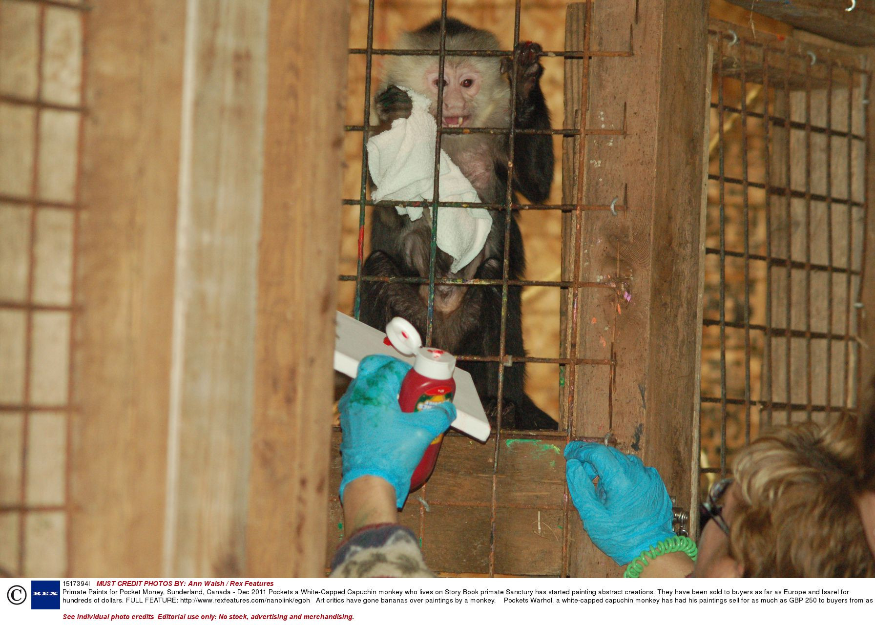 Ce stie sa faca aceasta maimuta ca sa castige zilnic mai multi bani decat tine