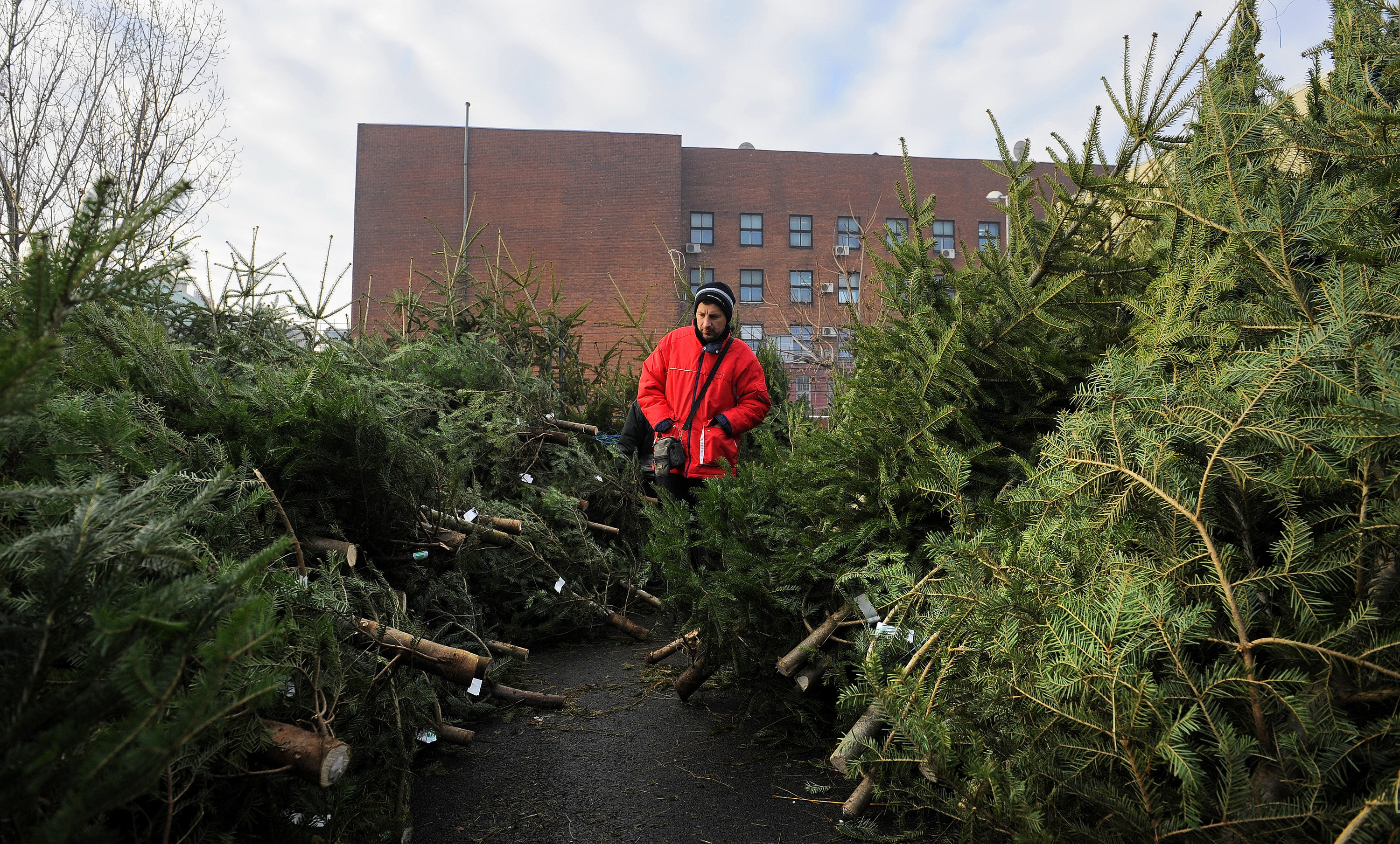 Cat ne costa pomul de Craciun. Brazii din Danemarca, la mare cautare in randul celor cu bani
