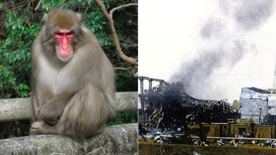 Maimute trimise in zona contaminata de la Fukushima. "Poate ne trezim cu monstri in Tokyo"