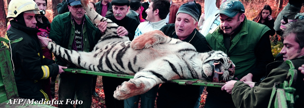 Declaratiile ingrijitorului de la ZOO Sibiu, de unde a evadat tigrul: "A fost o scapare de moment"