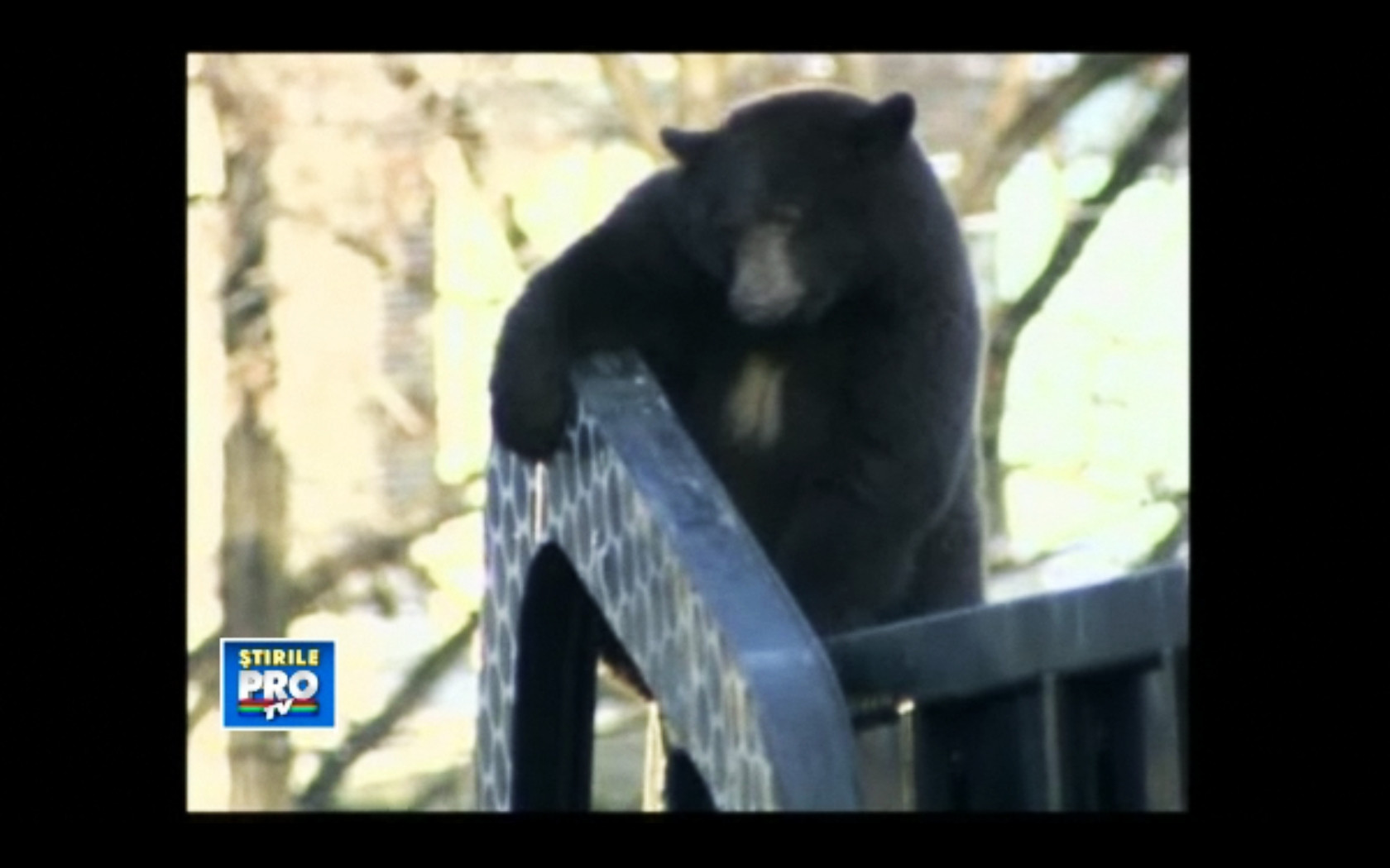 Imagini socante la o gradina zoologica din Japonia. Doua femei, ucise de 6 ursi evadati din tarcuri