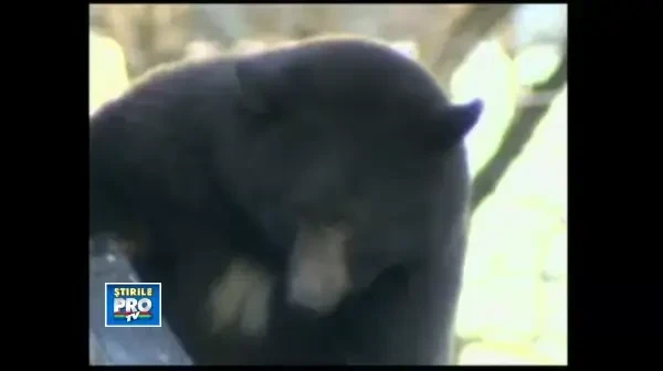 Animalul care a avut norocul sa nu faca asta in Romania. Scena la care noi ne-am facut de ras