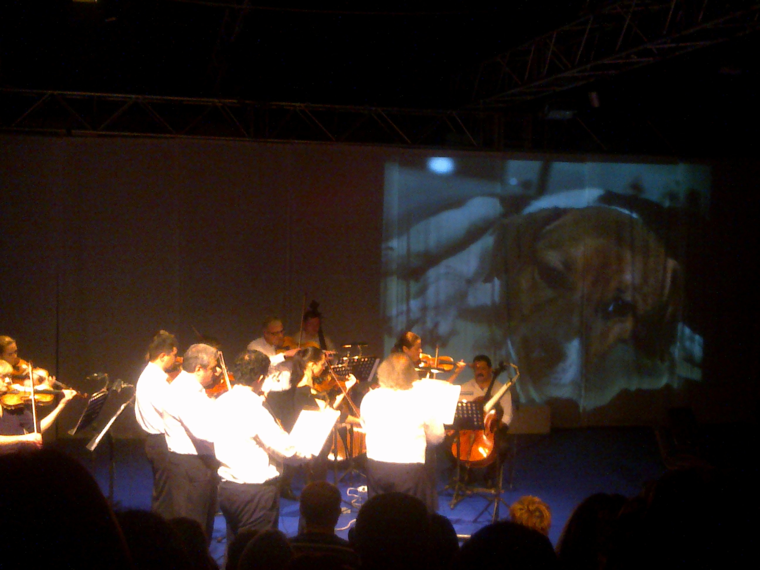 Arta pentru cateii strazii. Muzicieni si actori, pe scena pentru o Romanie fara caini abandonati