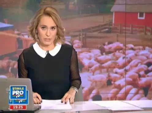 Epopeea porcului de Craciun. Romanul il cumpara si din portbagaj ca sa-l aiba pe masa de Sarbatori