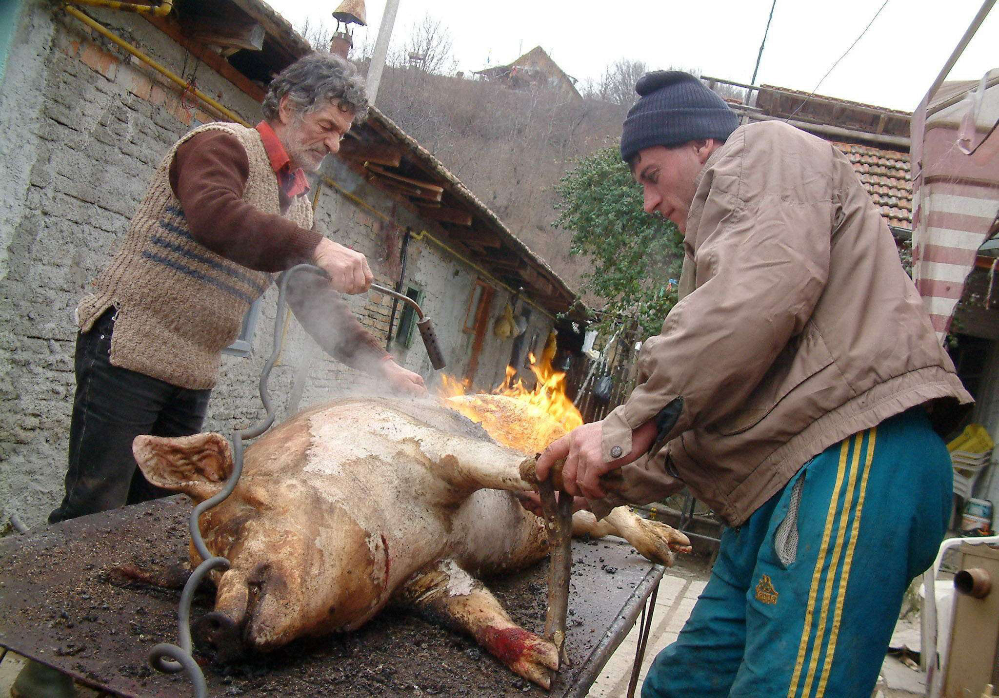 Ziua in care se taie porcul. Cum ne asiguram ca mancam carne care nu ne pune sanatatea in pericol