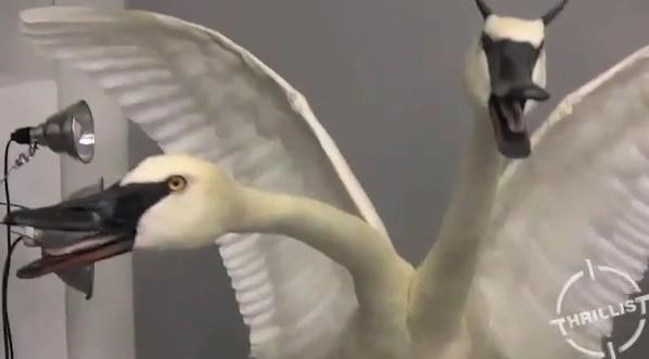 VIDEO. Galeria ororilor. Creaturile adevaratului "doctor Frankenstein", expuse la Miami