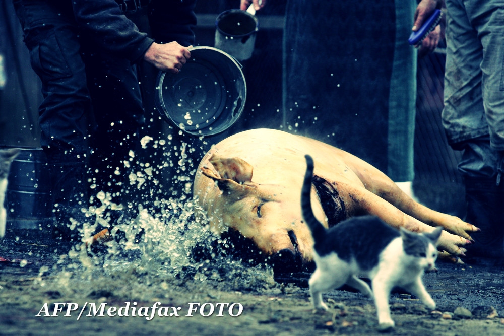 Concurs de taiat porci in orasul Livada, judetul Satu Mare