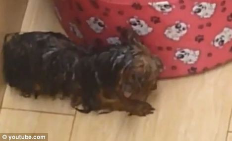 femeia care a ucis un caine