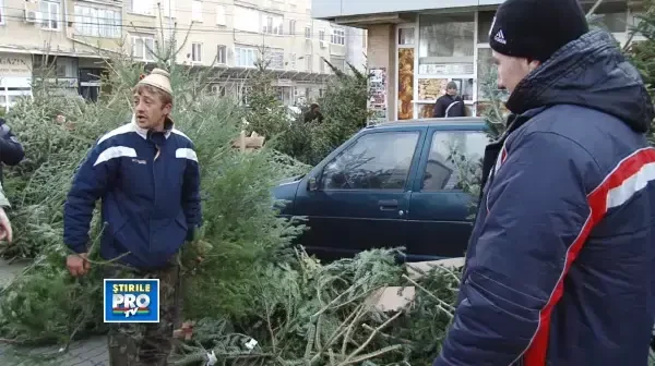 Afaceri cu brazi in vestul tarii