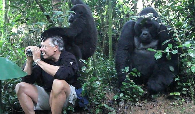 VIDEO. Daca ar fi clipit, era mort. Inconjurat de gorile uriase, care puteau sa-l ucida intr-o clipa