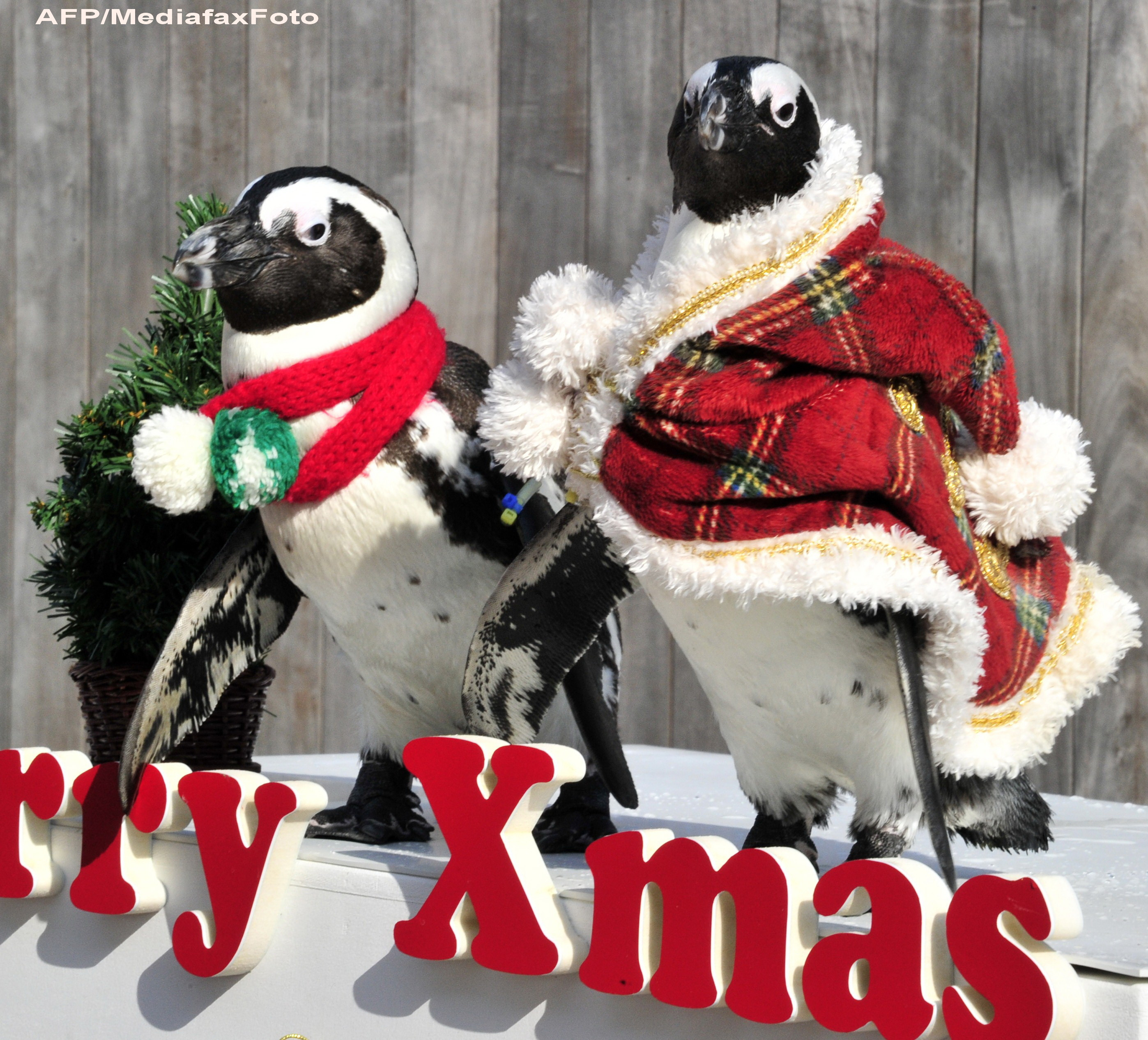 FELICITARI DE CRACIUN. Cele mai haioase imagini pe care le poti trimite prietenilor