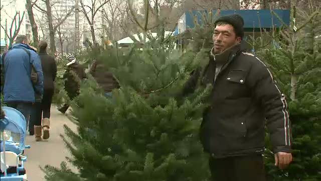 Pomii de Craciun si-au ocupat locurile in pietele din Cluj