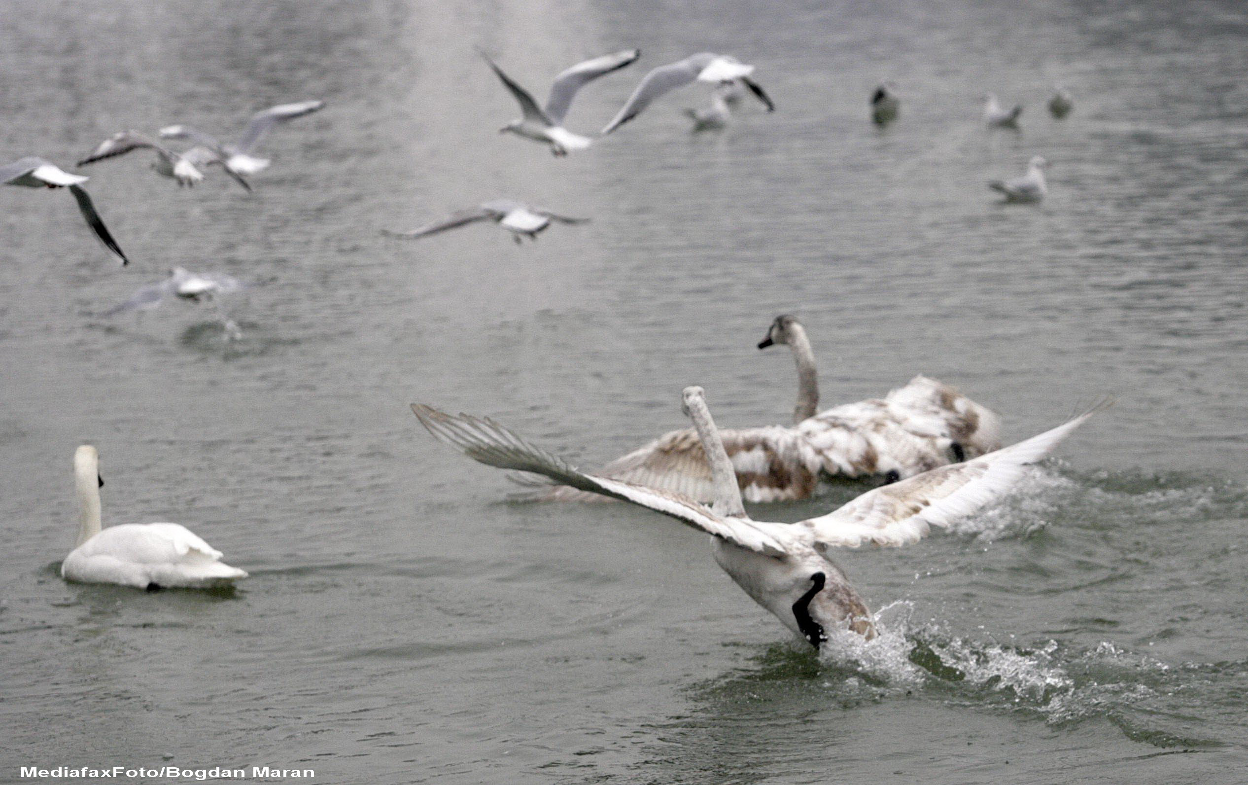 VIDEO. Aparitie de basm pe apele Marii Negre, la Eforie Sud: un stol de lebede albe
