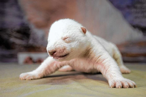 Vedeta internationala la varsta de doar o luna de zile. Ursuletul polar Siku face furori pe Internet