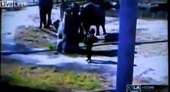 A ingrozit sute de oameni. Gestul unei femei a bagat spaima intr-o gradina zoologica. VIDEO