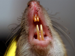 Cazul care ingrozeste lumea civilizata. Incidentul dintr-un spital indian rupt din Evul Mediu