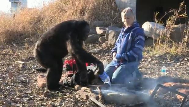 Cimpanzeul care stie sa faca ceva ce majoritatea barbatilor habar n-au. VIDEO