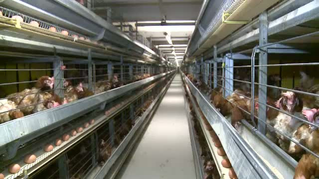 Ouale stresate, interzise in magazine. Cum poti afla daca noua regula este respectata de comercianti