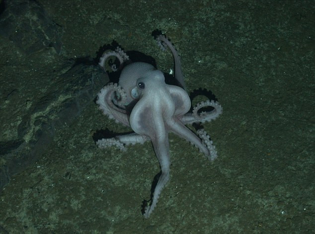 Creaturi Antarctica - 5