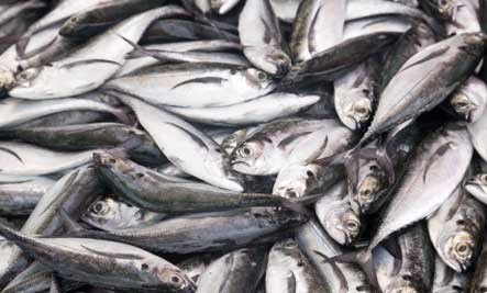 Cele 20 de tone de pesti gasiti morti in Norvegia, disparuti fara urma. Nimeni nu stie unde sunt