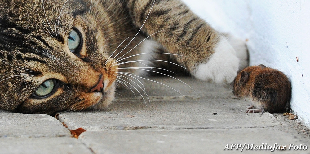 Un miliardar a murit mancand friptura de pisica