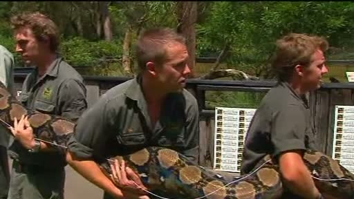 Animalele obeze - dieta dupa sarbatori. Un piton de 140 de kilograme a mancat prea multe capre