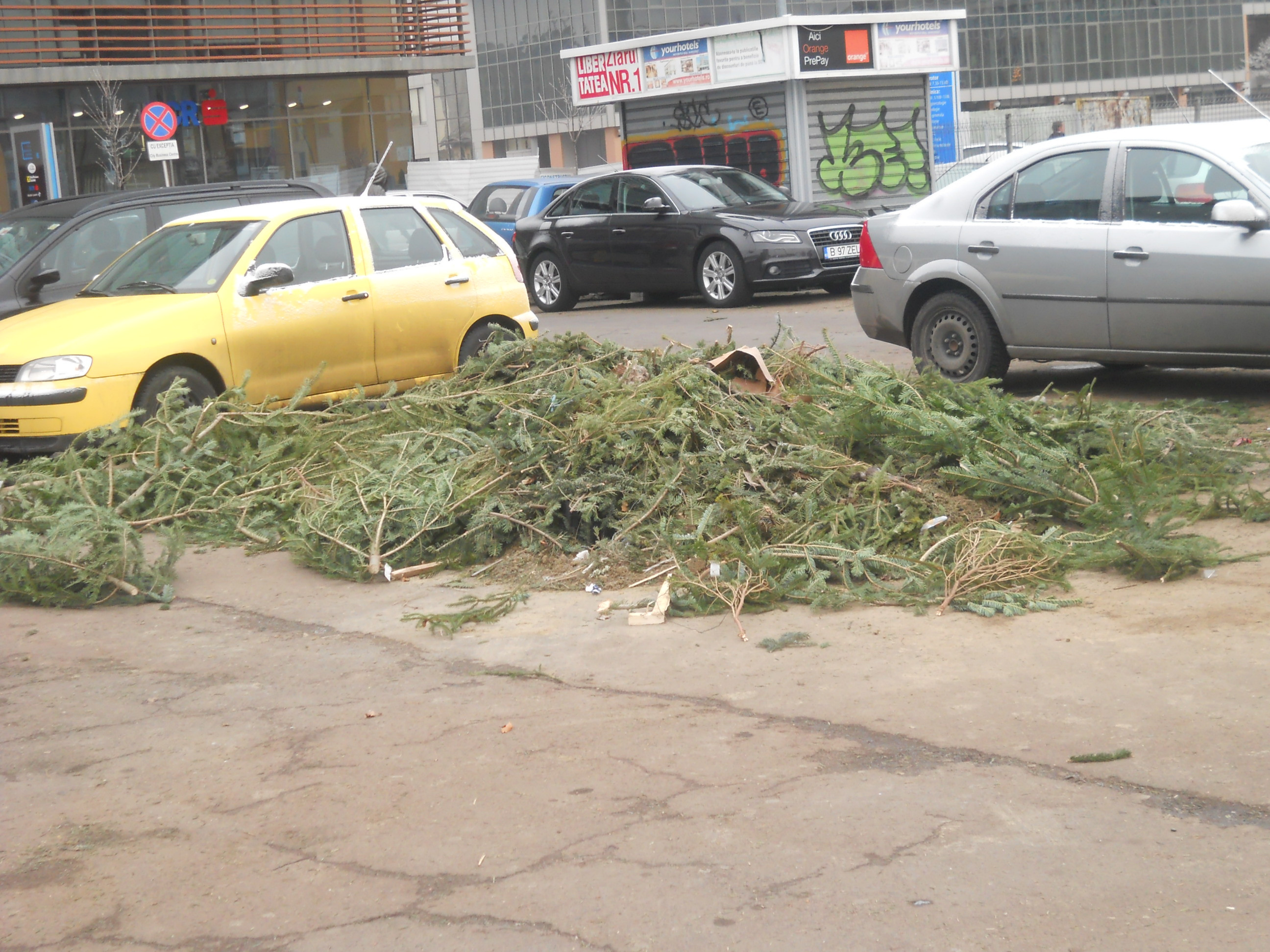 A inceput colectarea brazilor de Craciun. Pana cand poti sa renunti la pomul de sarbatori