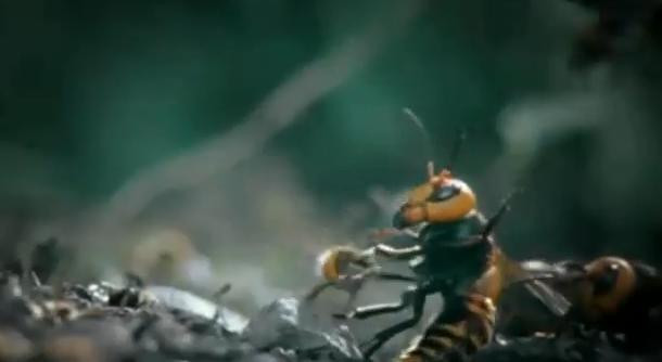 VIDEO spectaculos. 30 de viespi japoneze ataca o colonie de 30.000 de albine