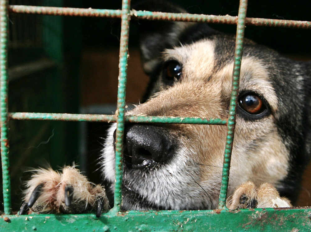 Cainii fara adapost din Satu-Mare primesc a doua sansa la viata