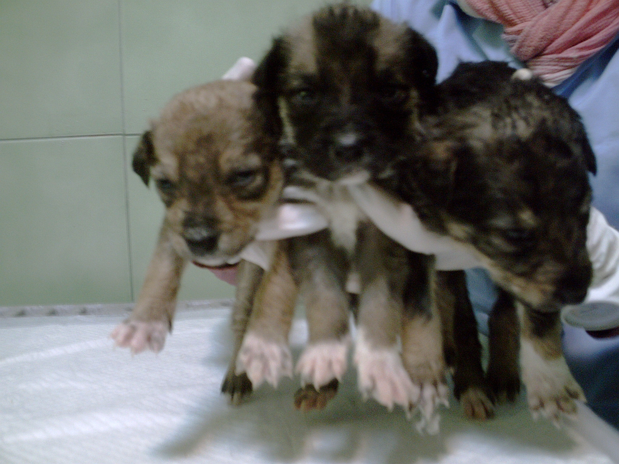 Aceste trei cateluse au nevoie urgenta de un stapan