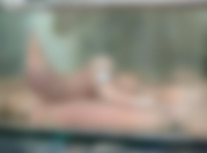 VIDEO. Monstru marin. Nici prin gand nu iti trece cu ce seamana aceasta creatura