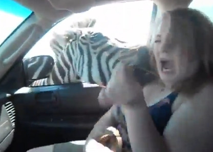 IMAGINI TERIFIANTE, daca le vezi cu incetinitorul. Ce ii face o zebra unei tinere