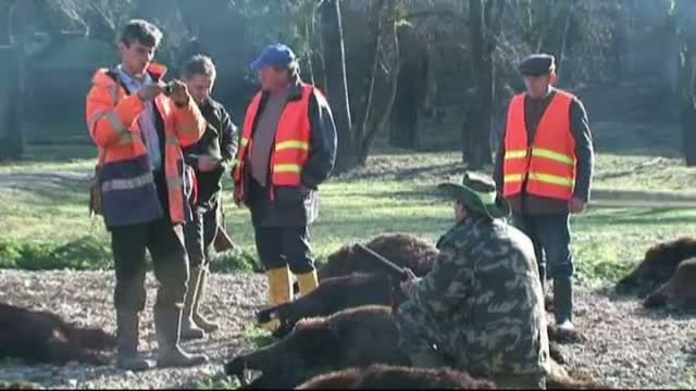 Focar de pestă porcină la Balc, lângă rezervaţia de mistreţi a lui Ion Ţiriac
