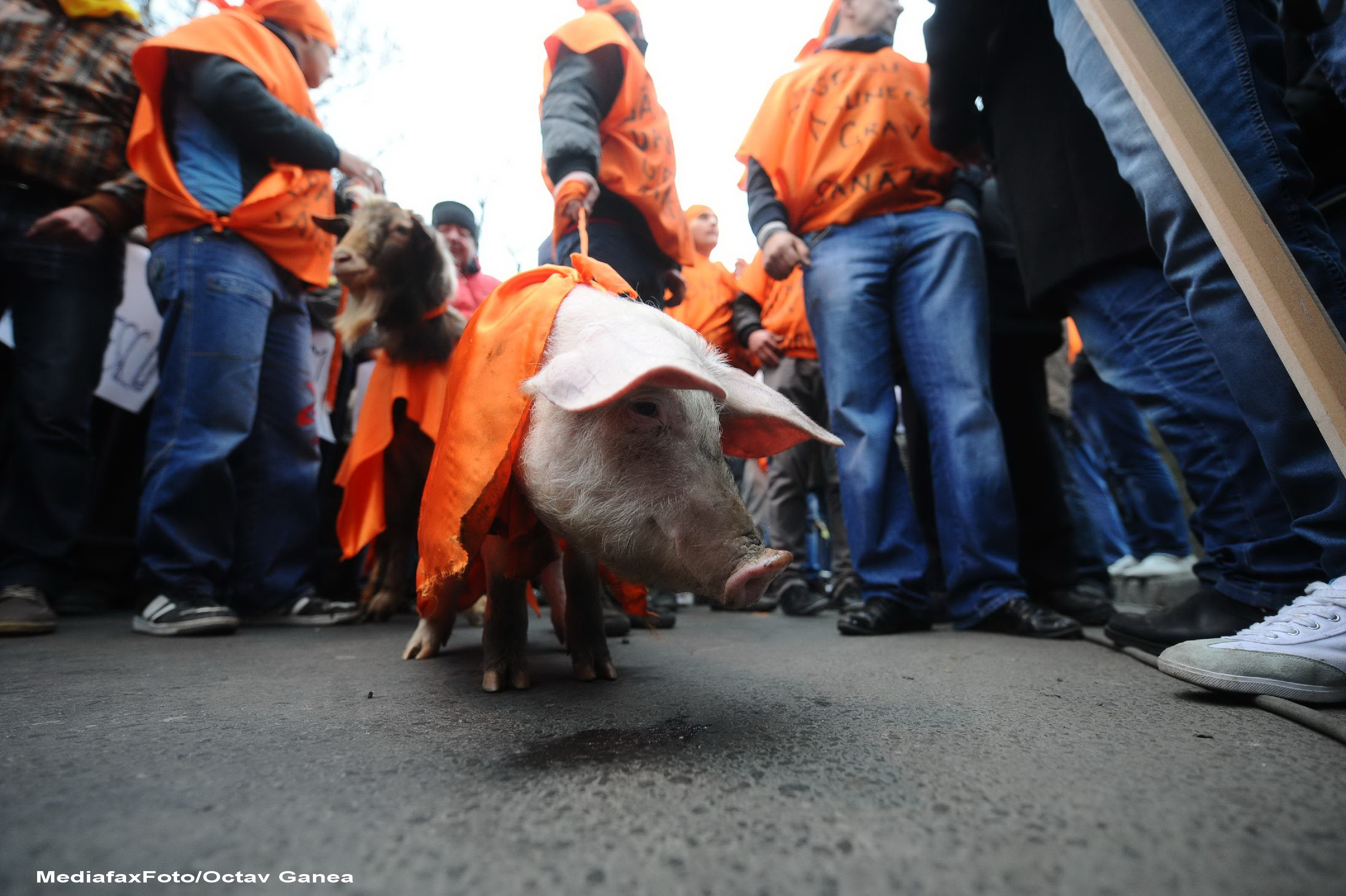 Proteste in Romania - 6