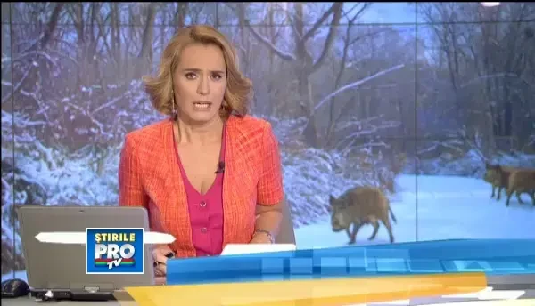 Tremura soriciul pe ei. Incepe vanatoarea de mistreti de la Balc. Invitatii lui Tiriac au aterizat