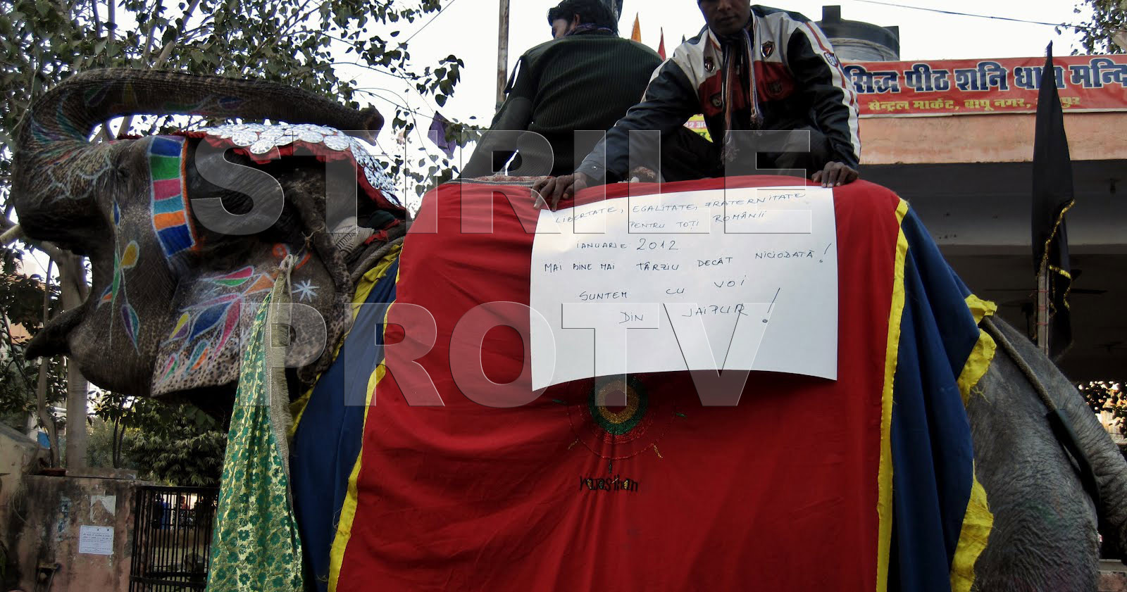 Galerie FOTO. Nu o sa-ti vina sa crezi unde au ajuns romanii sa protesteze, cu ajutorul elefantilor